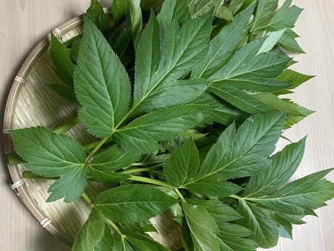 知多半島産　明日葉　明日葉500g(100g×5束)