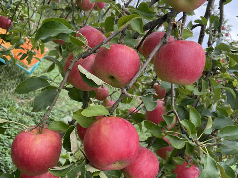 収穫祭 【農薬節減 】りんご  サンつがる　和梨　【あきづき　豊水】約3キロ詰め合わせ