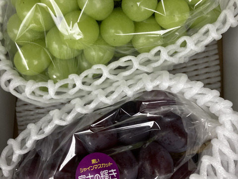 大房2色ぶどう食べ比べセット！　超希少新品種富士の輝1房700g以上、シャインマスカット1房800g以上合憲1.5キロ以上