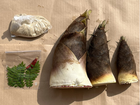 [送料500円引]筍 たけのこ3kg 糠と唐辛子・木の芽付