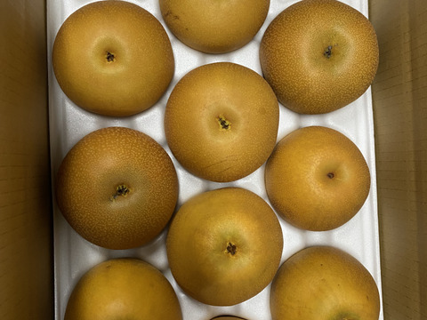 のどごし！感じるジューシーさと甘みの中に絶妙な酸味！魅力たっぷりの豊水梨【5kg】