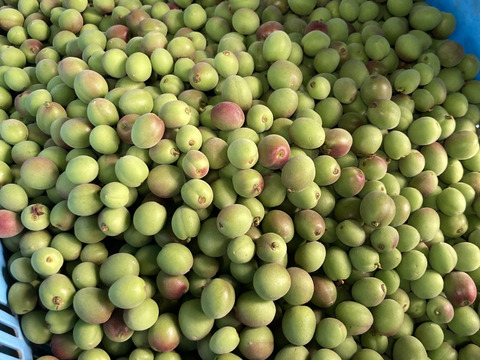 【甲州小梅】自然栽培 農薬・化学肥料不使用の青梅！サイズ混合5kg