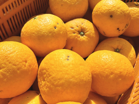 【7キロ】サンフル(甘夏) ご家庭用