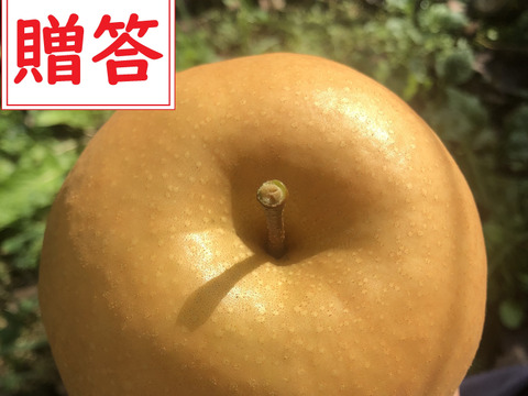 【650g×5玉】【贈答用】梨の王様「新高梨」食べ応え抜群！