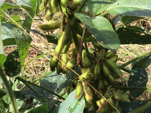 自然農で作った令和7年産　黒千石大豆　500g