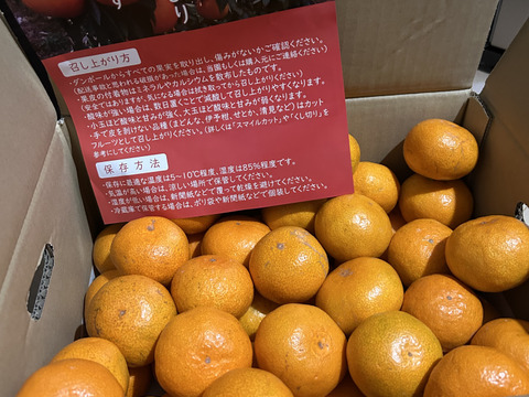 【家庭用】愛媛みかん 5.5kg(小玉サイズ) ひとくちで恋する♡濃い味みかん♪【冬ギフト】