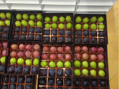 🍇セレブ御用達の宝石箱が日本初上陸🍇『2025年先行予約』幻の天空ブランドジュエリーボックス食べ比べセット🍇約900g【天空ブランド上位人気ランカー葡萄詰め合わせ】