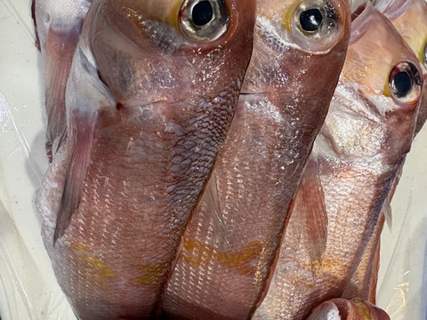 秋田県沖 荒波に揉まれた天然甘鯛BOX🐟1キロ：秋田県産の鯛｜食べ