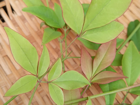 観賞用🌱自然栽培南天の葉つき🌿【数量限定❗❗】子供に食べさせたいばぁばのモノスゴイ野菜と南天の葉セット 🥕✨✨✨