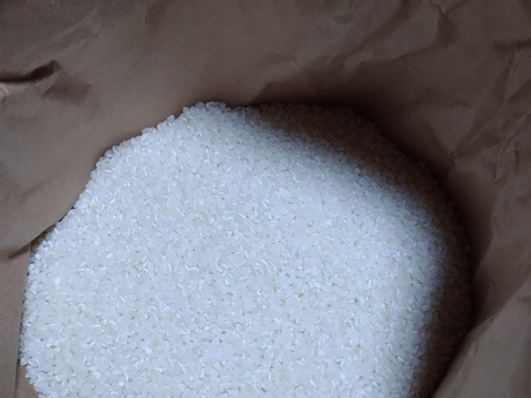 新米　白米　無洗米　10kg くまさんの輝き　令和7年度産　熊本県産　hiroファーム