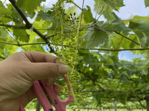 送料無料！３０００箱完売！シャインマスカット　1ｋｇ　家庭用訳ありシャインマスカット