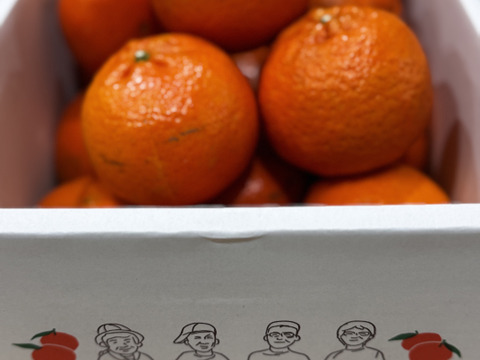 【数量限定・屋久島からの贈りもの】厳選されたたんかん！　屋久島産　贈答用たんかん　5kg　3Lサイズ 24個入り