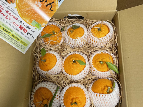 不知火(しらぬい) 3Lサイズ 9玉入 : 香りが高く、甘くて、さわやかな後味  (出荷:3月中旬-5月)