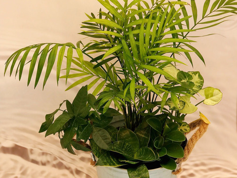 【夏ギフト】幸せを運ぶ観葉植物の5寸おまかせ寄せ植え（４～５品種）