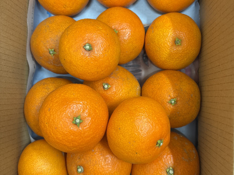 【今期最後はやっぱりこまどんなで！】【祝！愛媛県出身たくろうM-1優勝セール！！無くなるまでやります！】愛媛が誇る高級柑橘　ふぞろいのこまどんなたち　3kg〜（21個前後）（ご家庭用）