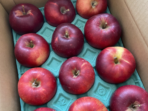 紅玉りんご　訳あり　家庭専用ご好評販売中、2.5キロコースアップルパイにりんごジャムに最適！！