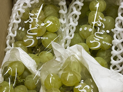 サッパリサクサク食感🍇山形県産瀬戸ジャイアンツ