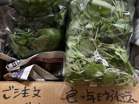 鮮度抜群！ゴウツクレソン1kg　シャキシャキ食感のスーパーフード【レシピ付き】