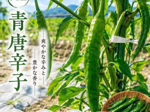 青唐辛子300g🌶 国産 淡路島からの辛い唐辛子：兵庫県産の野菜｜食べ