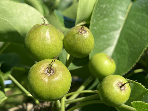 まつどの梨　デパート品より小さめ！完熟幸水　甘さしっかり食べ切りサイズ　ご家庭向け　5キロ18個から22個入り。