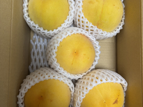 そろそろ終わり！大人気！【まるでマンゴー!?】ゴールデンピーチ!!1.5kg