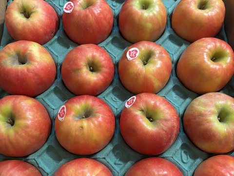 12月9日から🍎【ヒルナンデスでました！】ピンクレディ®︎ 5キロ訳あり品 加工用にご利用ください！長野県 信州 安曇野 リンゴ 幻 幻のリンゴ 予約 希少 旬 ID36611 ピンクレディー