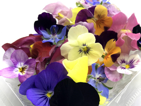 【週末発送★数量限定】マイクロハーブ　5種セット/各２g＆エディブルフラワー MIX20輪　セット