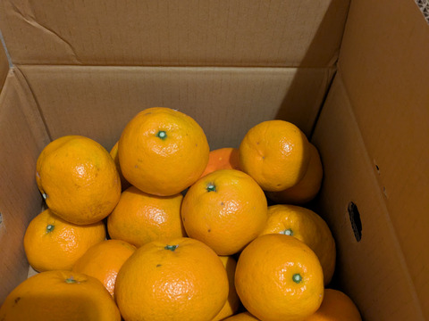 そら伊予柑【癒される香り】愛媛産 伊予柑 訳あり 4kg