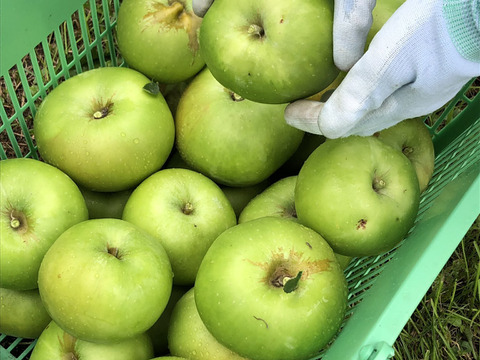 すっぱい青りんご 『ブラムリー』 (B品1㎏)