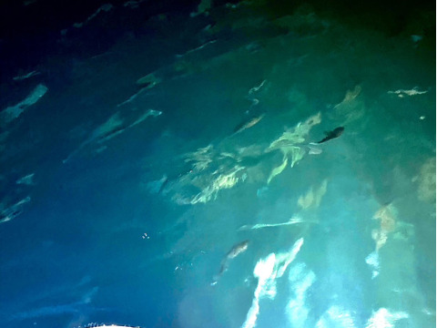 天然マダカ【車海老を食べて育ちました】