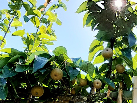 限定！『B品』【豊水】味は自信あり！宅配80サイズ に入るだけ！！！