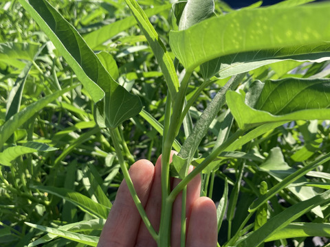 シャキシャキ食感！空芯菜500g