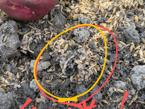 じゃがいも２種食べ比べ/アンデスレッド2.5kg/デジマ2.5kg/計５kg【栽培期間中農薬不使用】数量限定