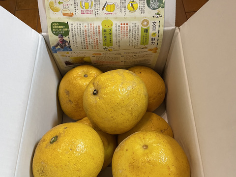 2027年予約 【土佐文旦訳あり5kg】 濃厚でジューシー！潮風を浴びた
