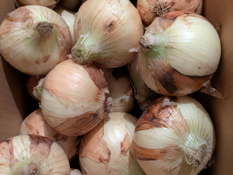 【満天☆青空レストランにでました】サラダ新玉ねぎ「旬玉」生がおいしい！神重農産のブランド玉ねぎ　秀品5㎏