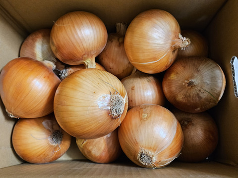 【野菜ソムリエサミット金賞🏆】淡路島玉ねぎ5kg