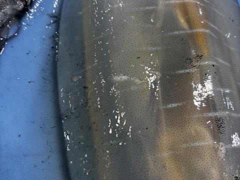 【鮮度抜群】天草・牛深産 釣りアオリイカ（下処理済み・急速冷凍） 700g〜1kg