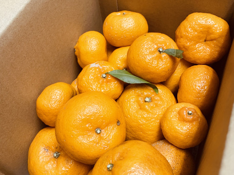 鹿児島県産「ポンカンと小みかんのセット」箱込み2kg