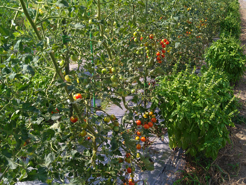 「固定種　ステラ」甘い！ミニトマト 1kg