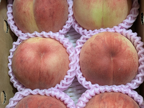 🍑桃の王様　川中島白桃　1.5kg　5玉前後　【ASIAGAP認証農場：津軽農園】8月下旬　採れたて農家直送【朝どれ】