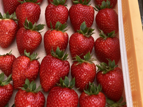 🏆全国いちご選手権銅賞　濃厚な品のある甘み　古都華　270g×2パック いちご　奈良県　ことか　橋本農園　【いちご】