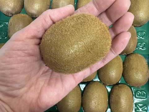 【２年連続受賞】下仁田町産キウイフルーツ（Mサイズ/33個入）