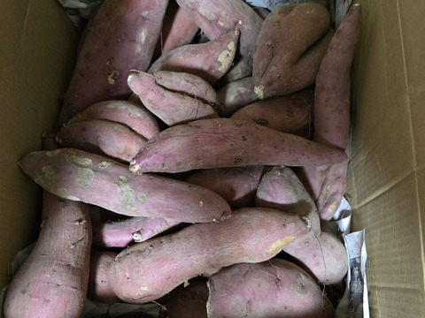 訳あり『さつまいも』遠州金時10㎏～土付き