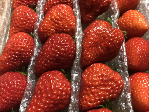 【赤い贅沢いちご】お家でいちご食べ比べ♪800g　佐賀県基山町産
