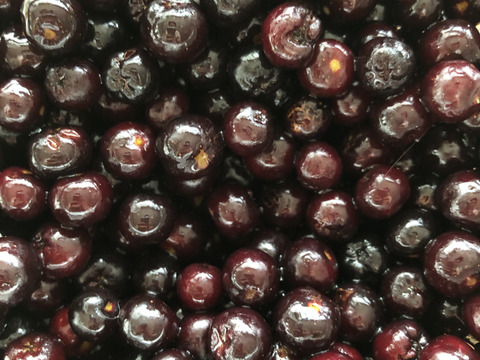 自然農法農薬不使用栽培　アロニア！　盛りだくさん１キロでお届け致します