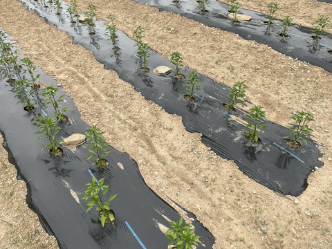 激辛！味がわかる人の謎の一味唐辛子
3本セット