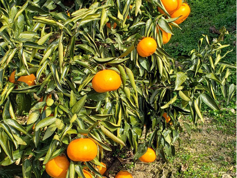 せとか(瀬戸香)柑橘の王様　10キログラム