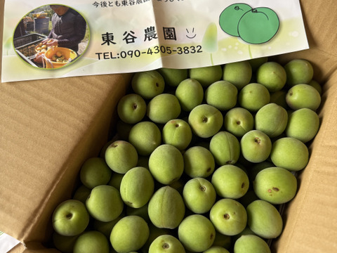 送料500円引き】和歌山県産（梅酒·梅シロップ向け）古城梅 2kg