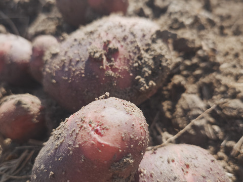 『自然栽培新じゃがいも3種食べ比べ・アンデスレッド・キタアカリ・デストロイヤー別目グランドペチカ』【農薬完全不使用 完全無肥料栽培 】！淡路島産〙80サイズ！！【5キロ】自然農法