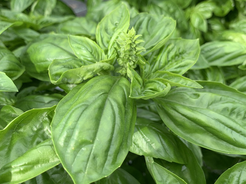 訳あり！バジル農家の採れたて生バジル　５００g